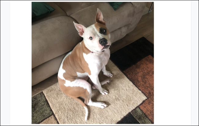 如何在 Google Docs 中裁剪、旋转和调整图像 如何在 Google Docs 中裁剪、旋转和调整图像