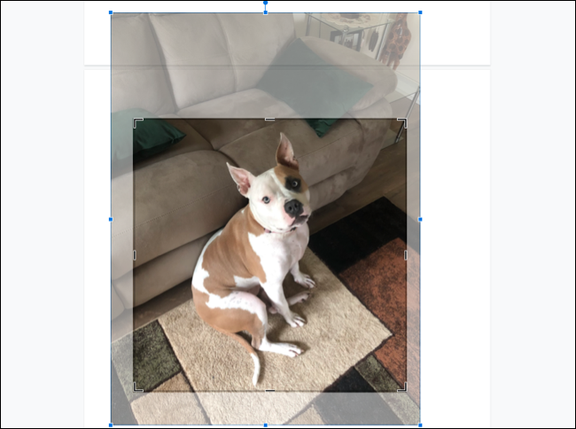 如何在 Google Docs 中裁剪、旋转和调整图像 如何在 Google Docs 中裁剪、旋转和调整图像