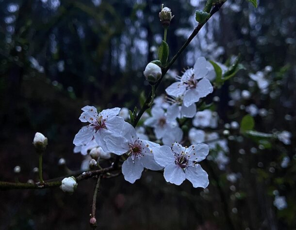 在 Mac 上压缩图像的 2 种简单方法 在 Mac 上压缩图像的 2 种简单方法