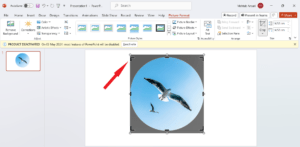 如何在 Microsoft PowerPoint 中将图片裁剪成圆形 如何在 Microsoft PowerPoint 中将图片裁剪成圆形