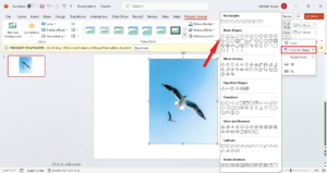 Picture-Format-300x159-1
